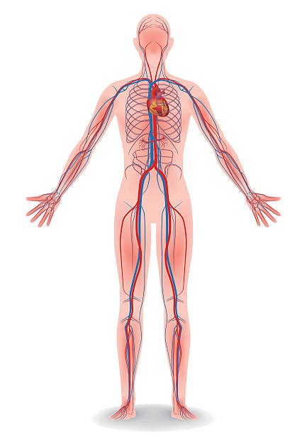 Circulatory system branching