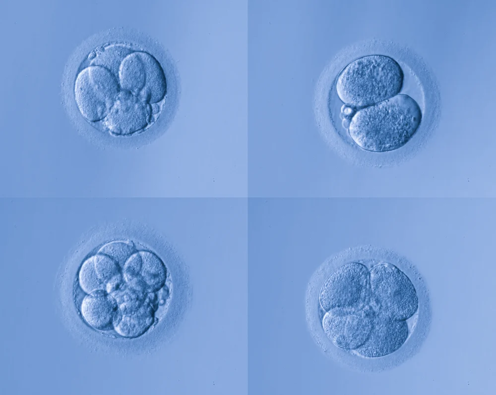 Embryo development ring stages