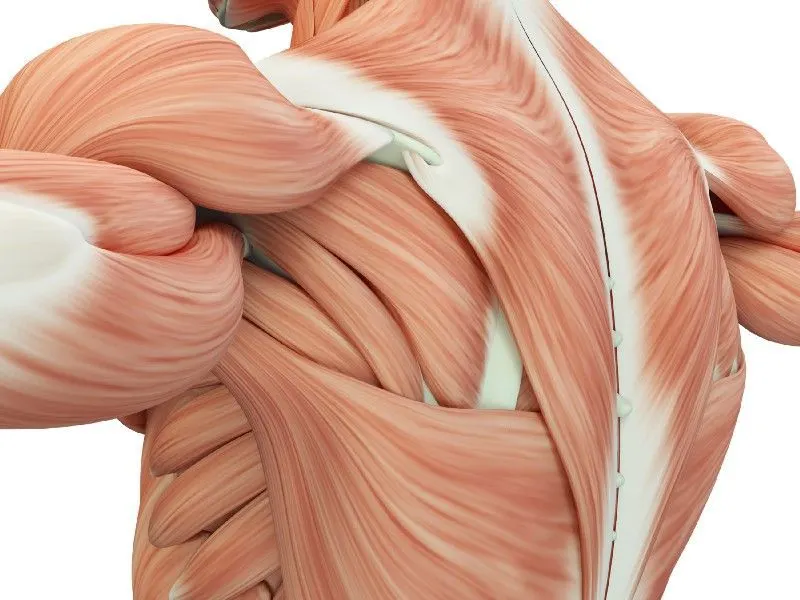 Muscle tissue layers